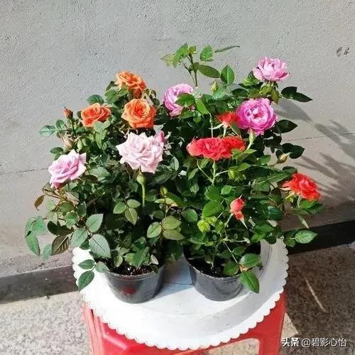 玫瑰种植盆景技术要点_玫瑰盆景种植技术_玫瑰盆栽种植方法和注意事项