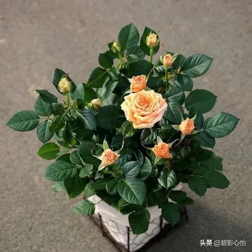 玫瑰种植盆景技术要点_玫瑰盆景种植技术_玫瑰盆栽种植方法和注意事项