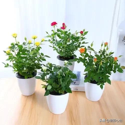玫瑰盆景种植技术_玫瑰盆栽种植方法和注意事项_玫瑰种植盆景技术要点