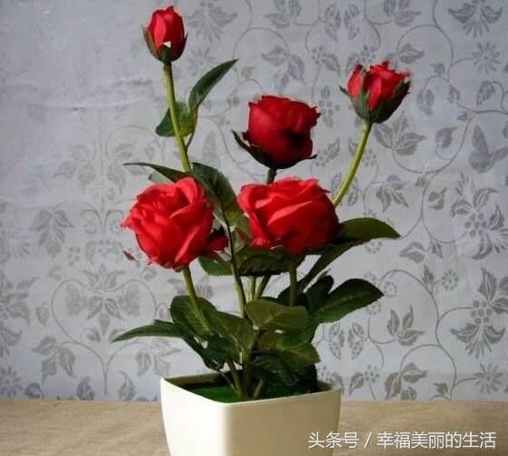 玫瑰盆景种植技术_玫瑰种植盆景技术要点_玫瑰种植盆景技术与管理
