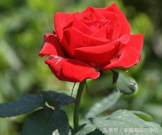 玫瑰盆景种植技术_玫瑰种植盆景技术要点_玫瑰种植盆景技术与管理