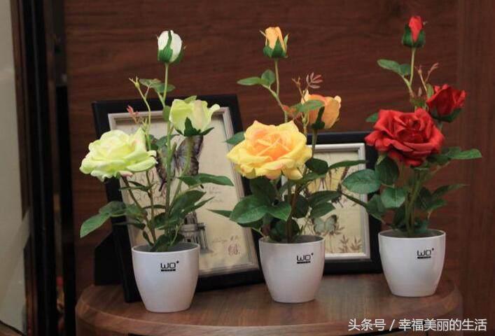 玫瑰种植盆景技术与管理_玫瑰种植盆景技术要点_玫瑰盆景种植技术