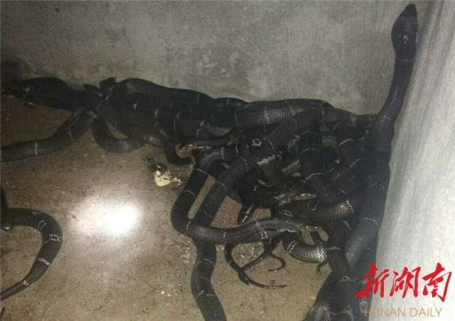 致富海南养蛇视频_致富经养蛇海南_海南养蛇基地电话多少