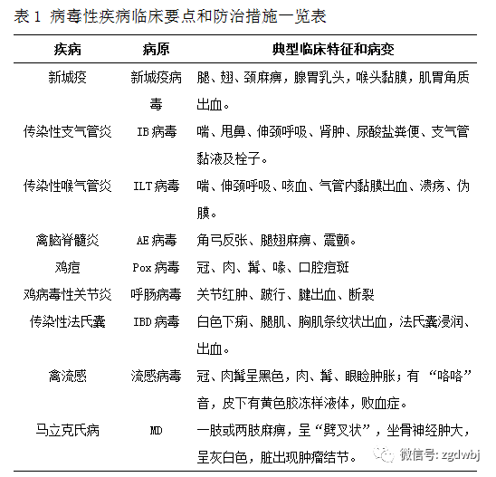 养鸡的防病技术_鸡养殖技术与疾病防治_养鸡病防技术视频