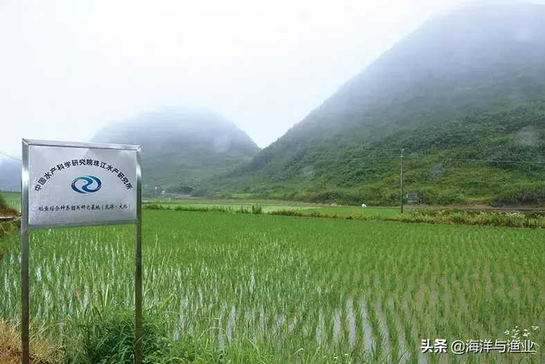 致富经台湾泥鳅芝_致富经台湾泥鳅芝_致富经台湾泥鳅芝