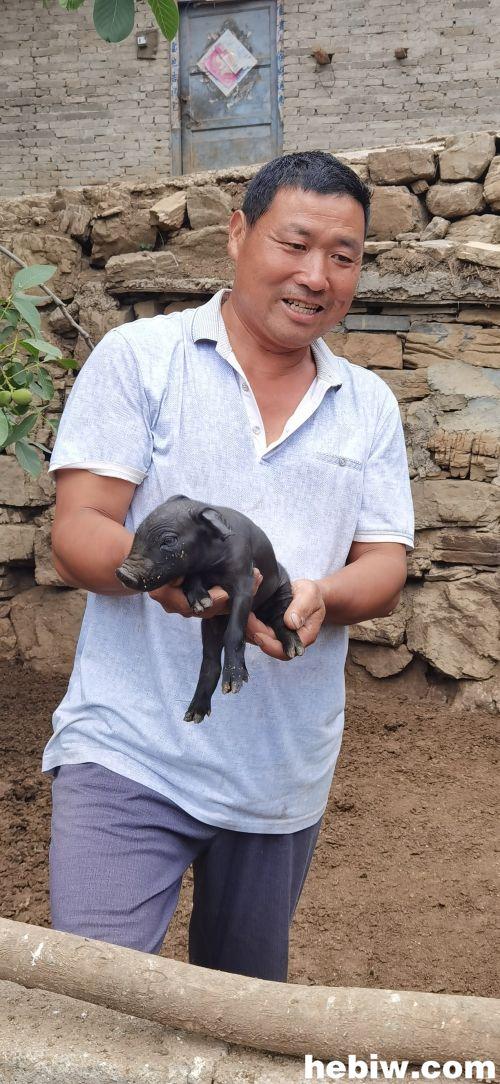 农村黑猪养殖未来前景_山区黑猪养殖_山村黑猪养殖致富