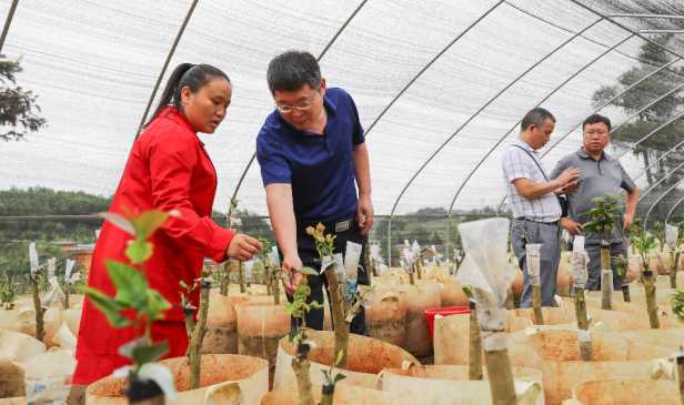 种植经果林走上致富路_致富经果树种植视频_致富果树