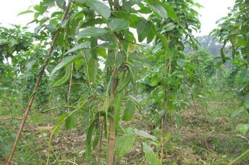 种植刀豆的视频_刀豆栽培技术视频_刀豆种植技术视频