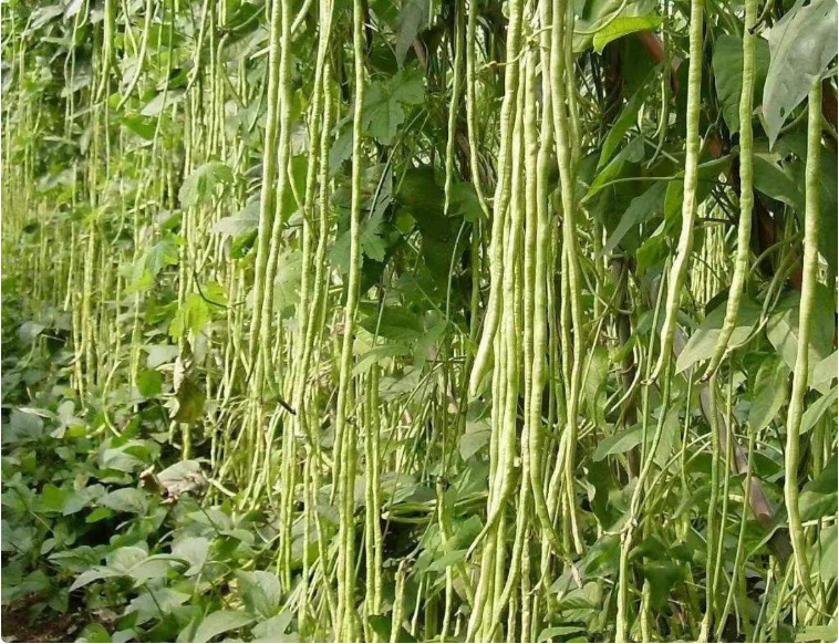 决明子的种植时间和方法_决明子怎么种植能当年收入吗_决明子种植致富