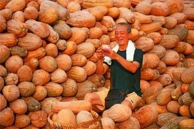 大棚南瓜种植技术与管理行距_南瓜大棚种植技术要点_南瓜大棚种植技术