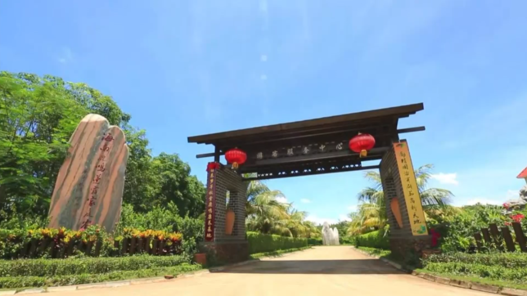 广西莲雾种植致富_广西莲雾种植在哪_广西哪里产莲雾