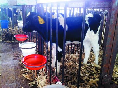母牛饲养技术视频_农村母牛养殖技术视频_小母牛养殖技术视频