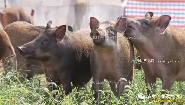 致富经：恩爱夫妻 单飞养野猪把钱赚