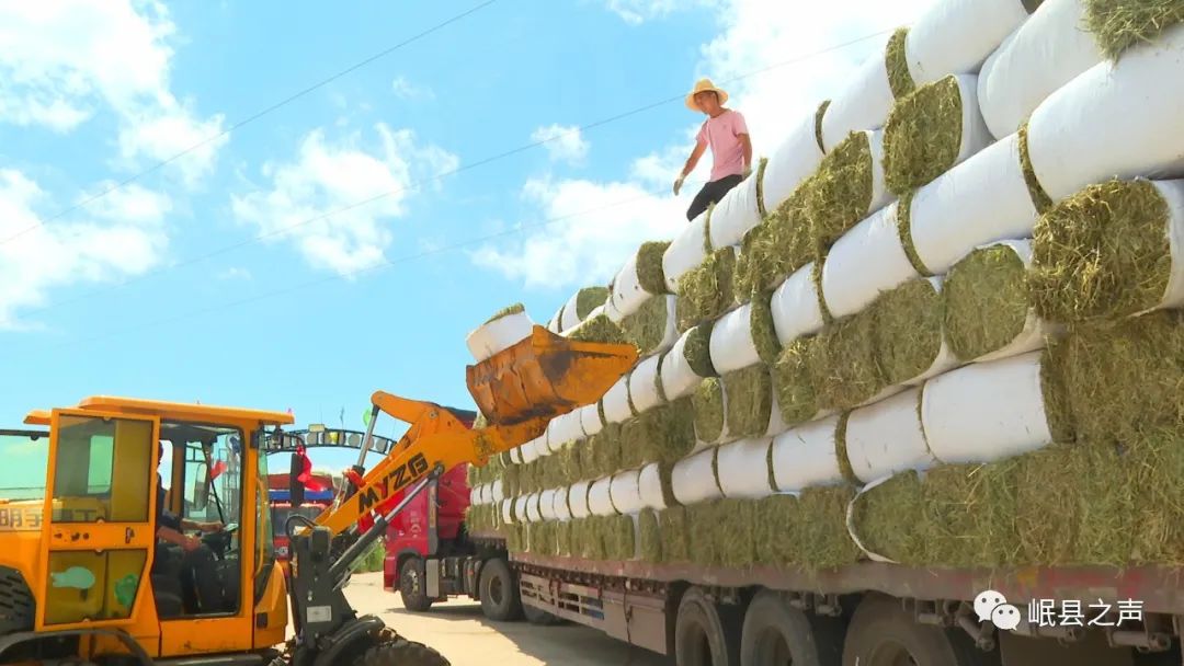 致富种植农民机械有哪些_致富种植农民机械视频_农民种植致富机械