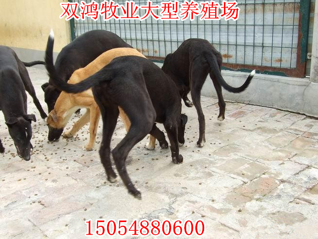 致富经肉狗养殖技术视频_致富经 养肉狗_致富项目养狗