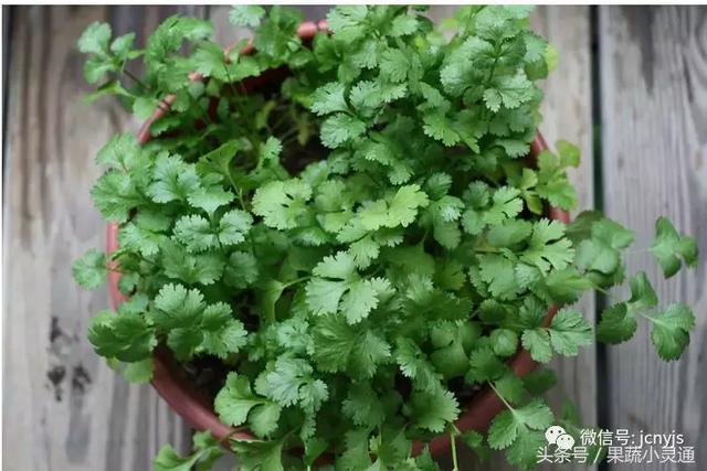 秋季如何种香菜可高产！秋季香菜种植技术了解一下