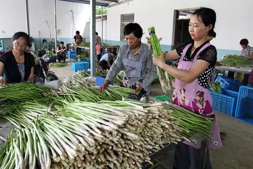 致富种植赤水芦笋图片_致富种植赤水芦笋怎么样_赤水种植芦笋致富