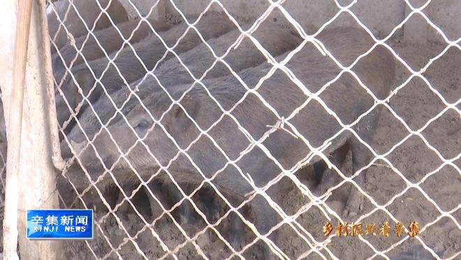 野猪养殖视频农广天地_野猪养殖致富视频_视频致富野猪养殖