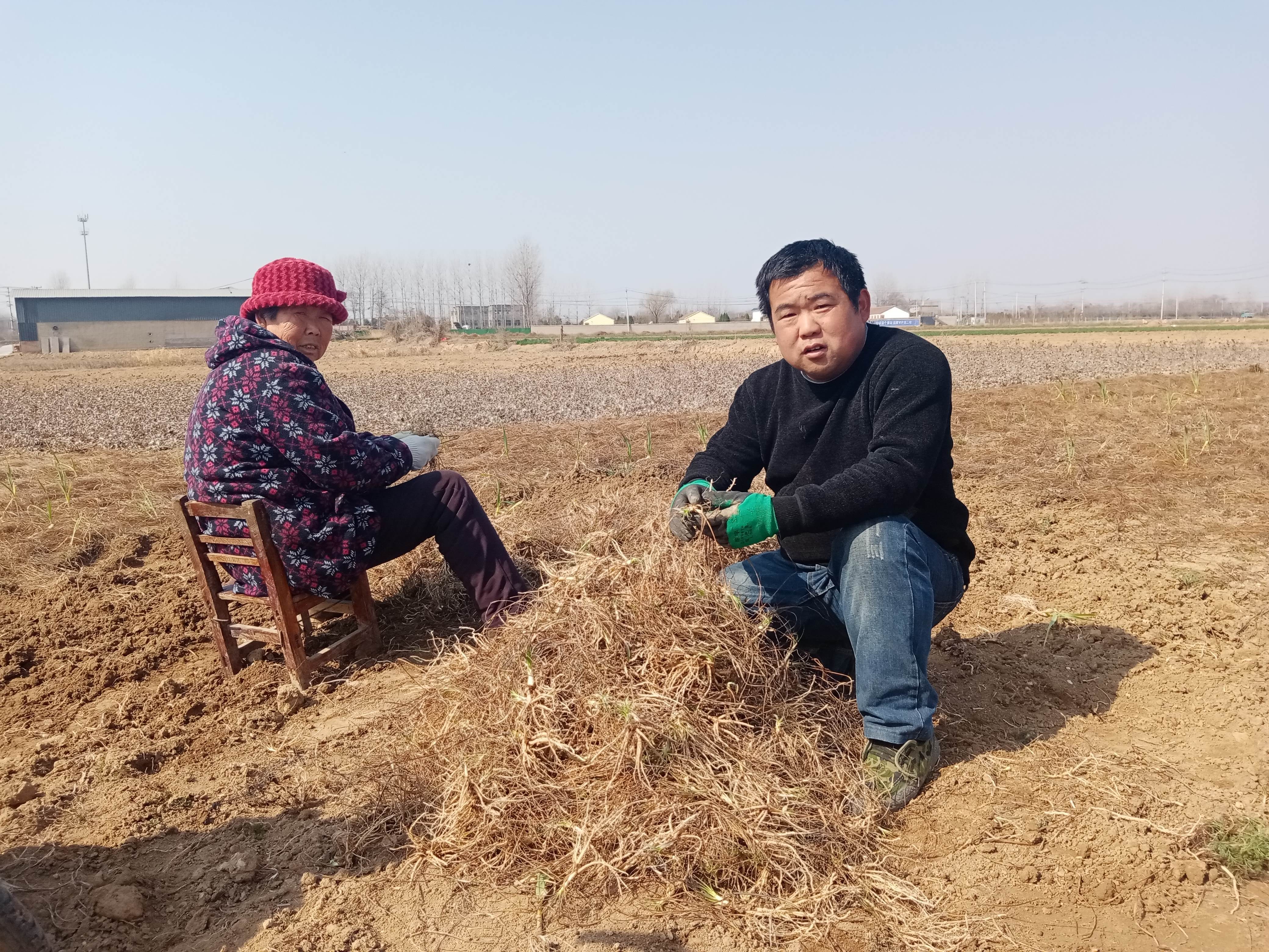 安徽亳州谯城区：种植药材苗走上致富路
