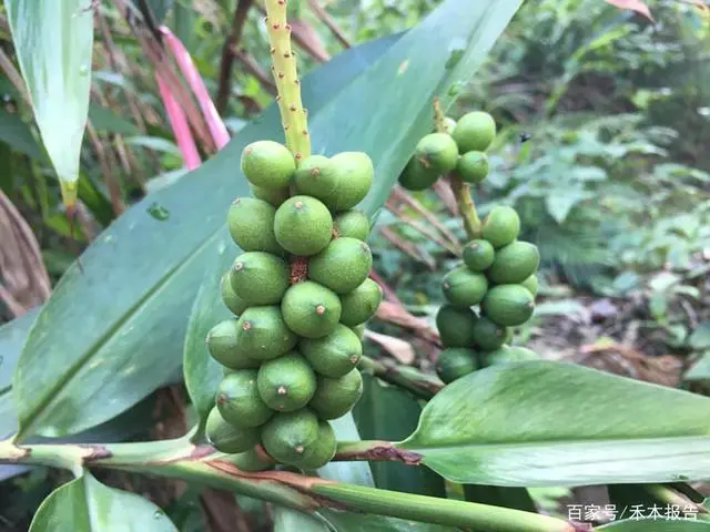 致富种植果野果有哪些_种植野果前景如何_野果种植致富果