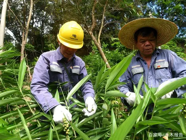 致富种植果野果有哪些_野果种植致富果_种植野果前景如何