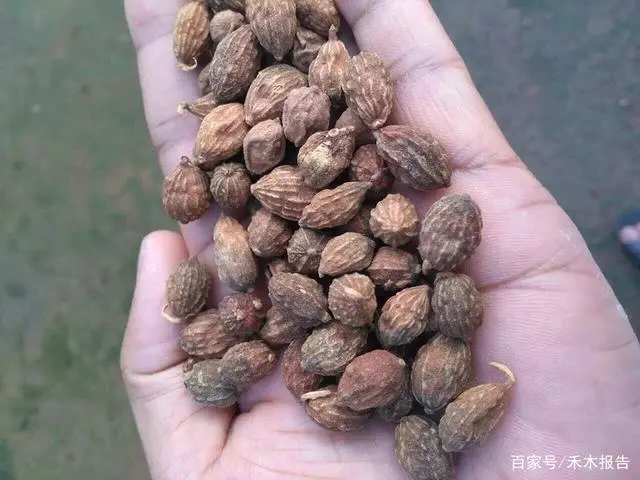 野果种植致富果_种植野果前景如何_致富种植果野果有哪些