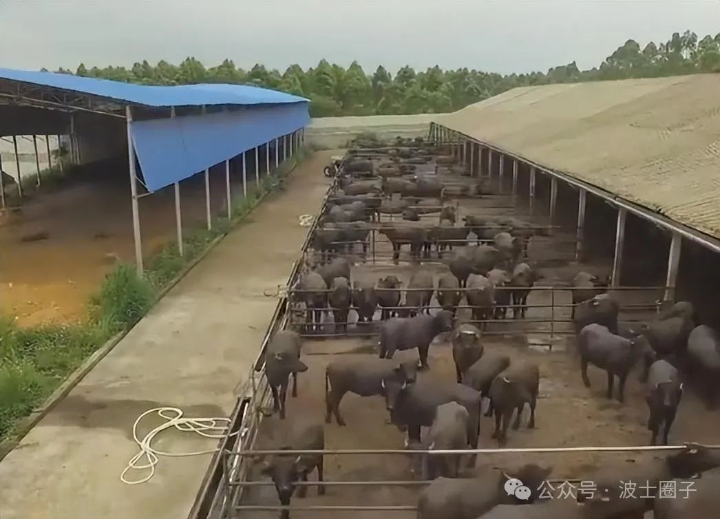 公牛养殖技术培训_公牛养殖场_公牛养殖致富