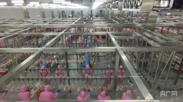 河北易县：年屠宰白羽肉鸡1亿只项目建成 为乡村振兴注入新动能