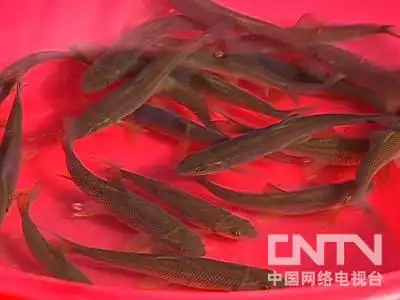 梅花鹿致富经_梅花鹿养殖合作骗局_致富经梅花鹿养殖