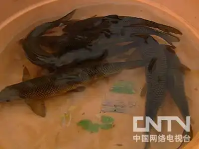 梅花鹿养殖合作骗局_致富经梅花鹿养殖_梅花鹿致富经