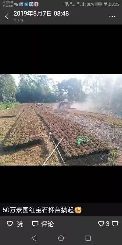 红肉柚子苗_红柚子种植_红肉柚种植技术视频
