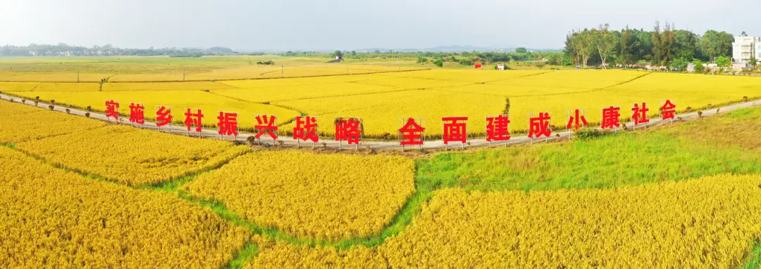 致富经肉鸽养殖技术_中央7套致富经养肉鸽_致富经肉鸽养殖视频