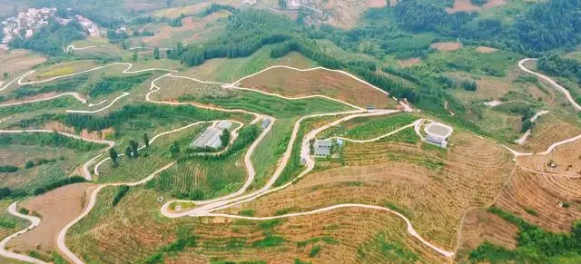 蜜桔压枝果飘香 走上振兴致富路