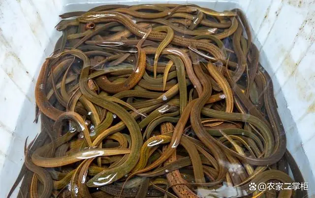 黄鳝养殖最新方法