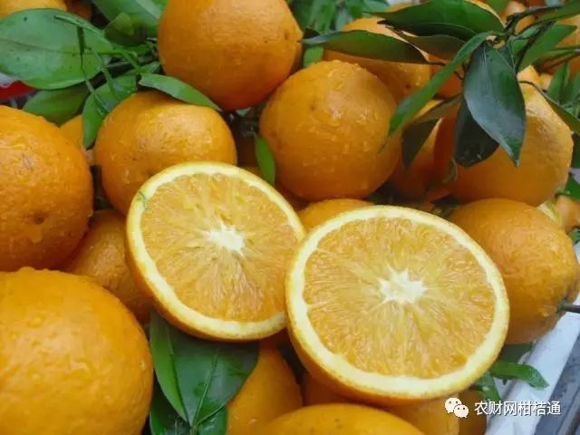 红肉柚子苗_红柚培植技术_红肉柚种植技术视频