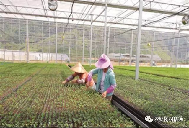 红肉柚种植技术视频_红柚培植技术_红肉柚子苗