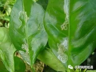 红肉柚子苗_红肉柚种植技术视频_红柚培植技术
