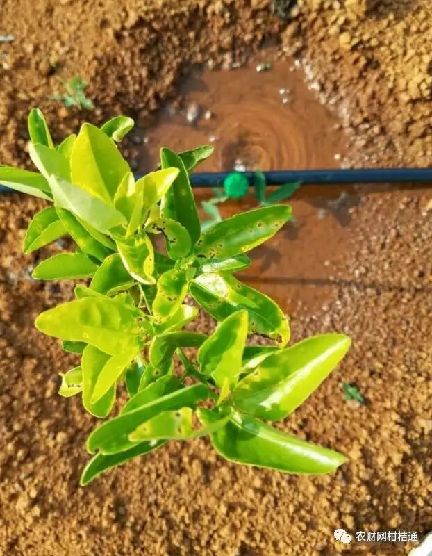 红柚培植技术_红肉柚种植技术视频_红肉柚子苗
