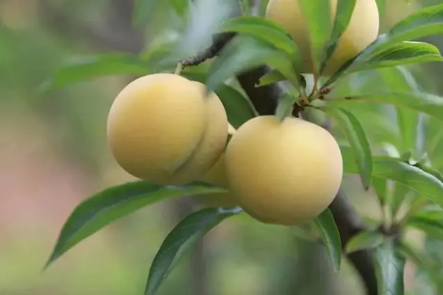 果园种植致富_致富种植果园图片_致富种植果园怎么样
