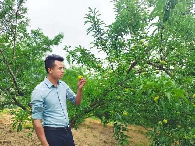致富种植果园怎么样_果园种植致富_致富种植果园图片