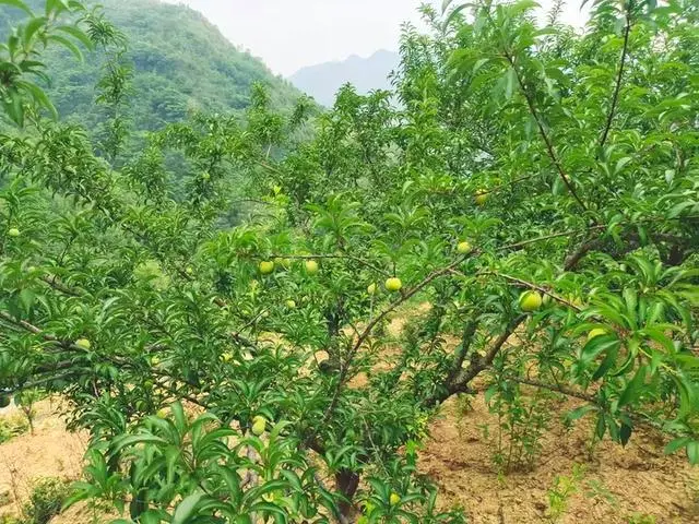 致富种植果园怎么样_果园种植致富_致富种植果园图片
