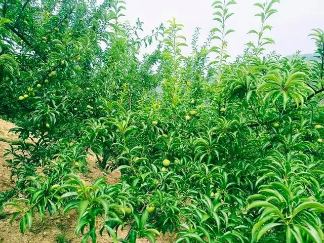 果园种植致富_致富种植果园怎么样_致富种植果园图片