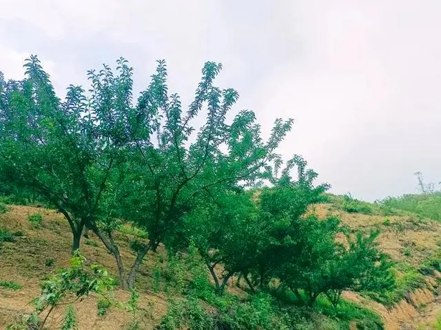 致富种植果园怎么样_果园种植致富_致富种植果园图片
