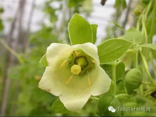 党参的种植技术及效益_党参种植技术视频_下载 党参种植技术.