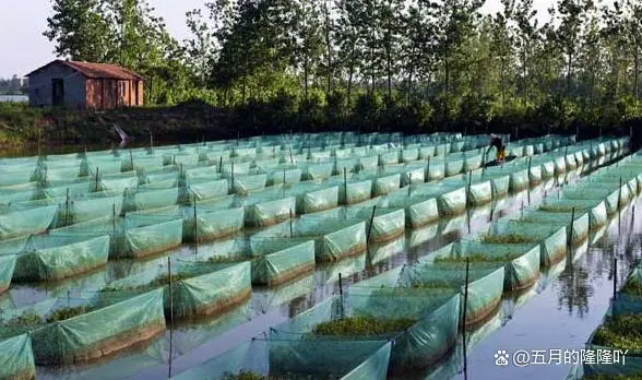 黄鳝养殖开口密方技术_黄鳝高密度养殖技术视频_高密度养黄鳝视频