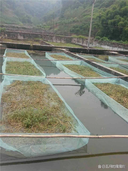 高密度养黄鳝视频_黄鳝高密度养殖技术视频_黄鳝养殖开口密方技术