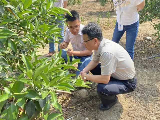 种果园前景怎么样_致富种植果园图片大全_果园种植致富