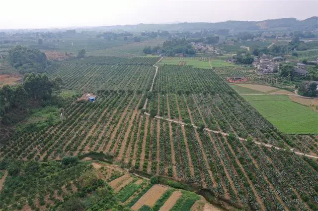 致富种植果园图片大全_果园种植致富_种果园前景怎么样