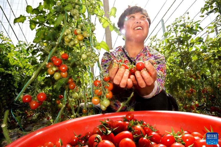 平度蔬菜大棚种植乡镇_平度种大棚哪里多_平度大棚种植致富