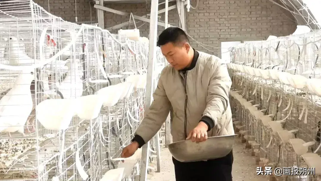 人工养殖小鸽子_人工养殖肉鸽致富经_人工养殖乳鸽利润如何